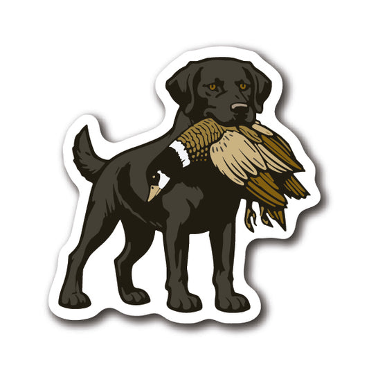Black Labrador Retriever - Standing