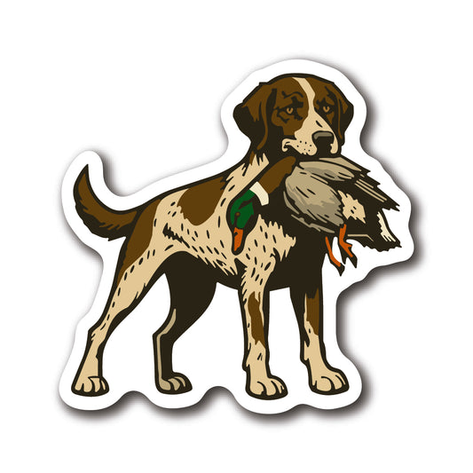 English Pointer- Standing