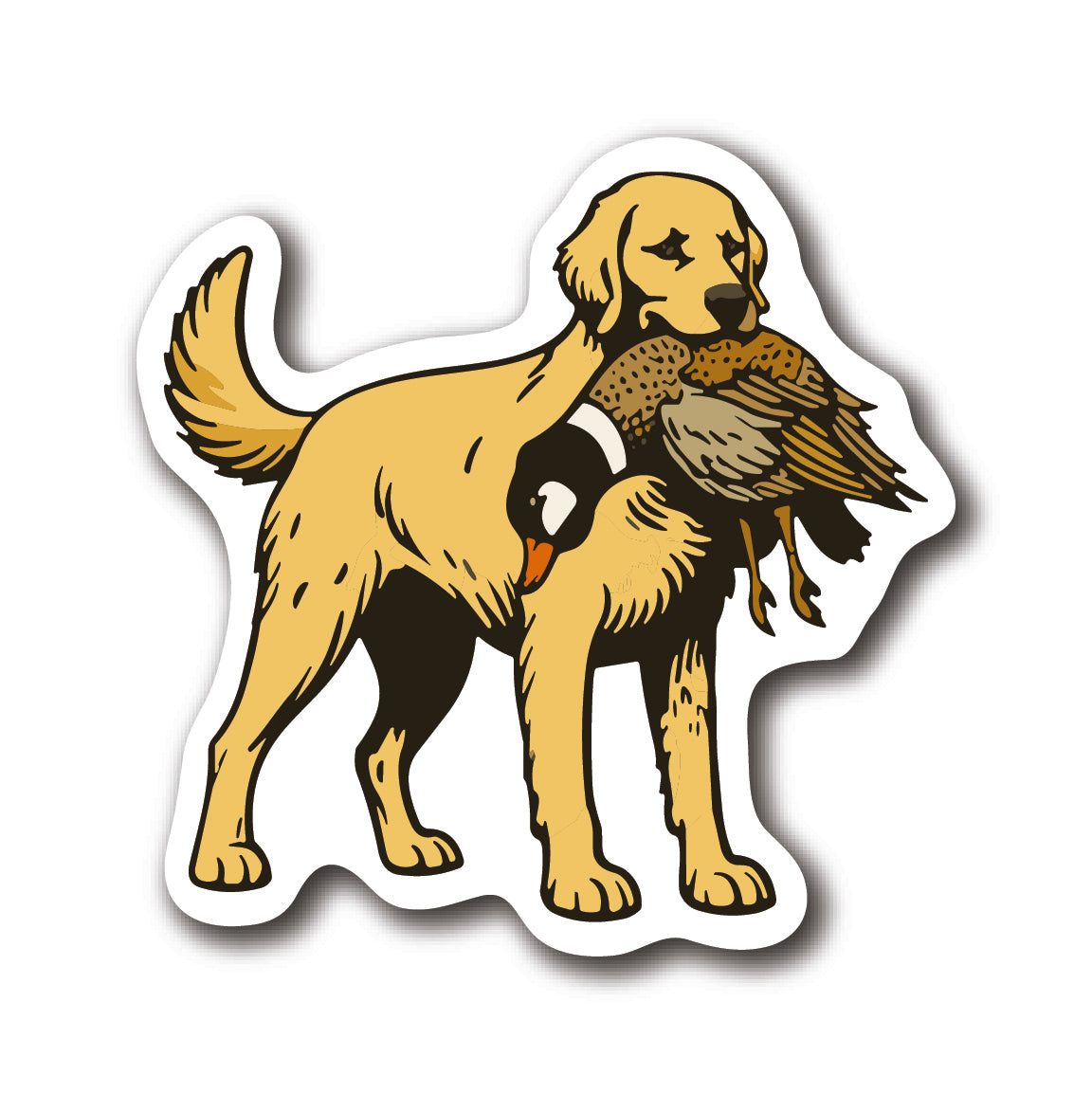 Golden Retriever - Standing